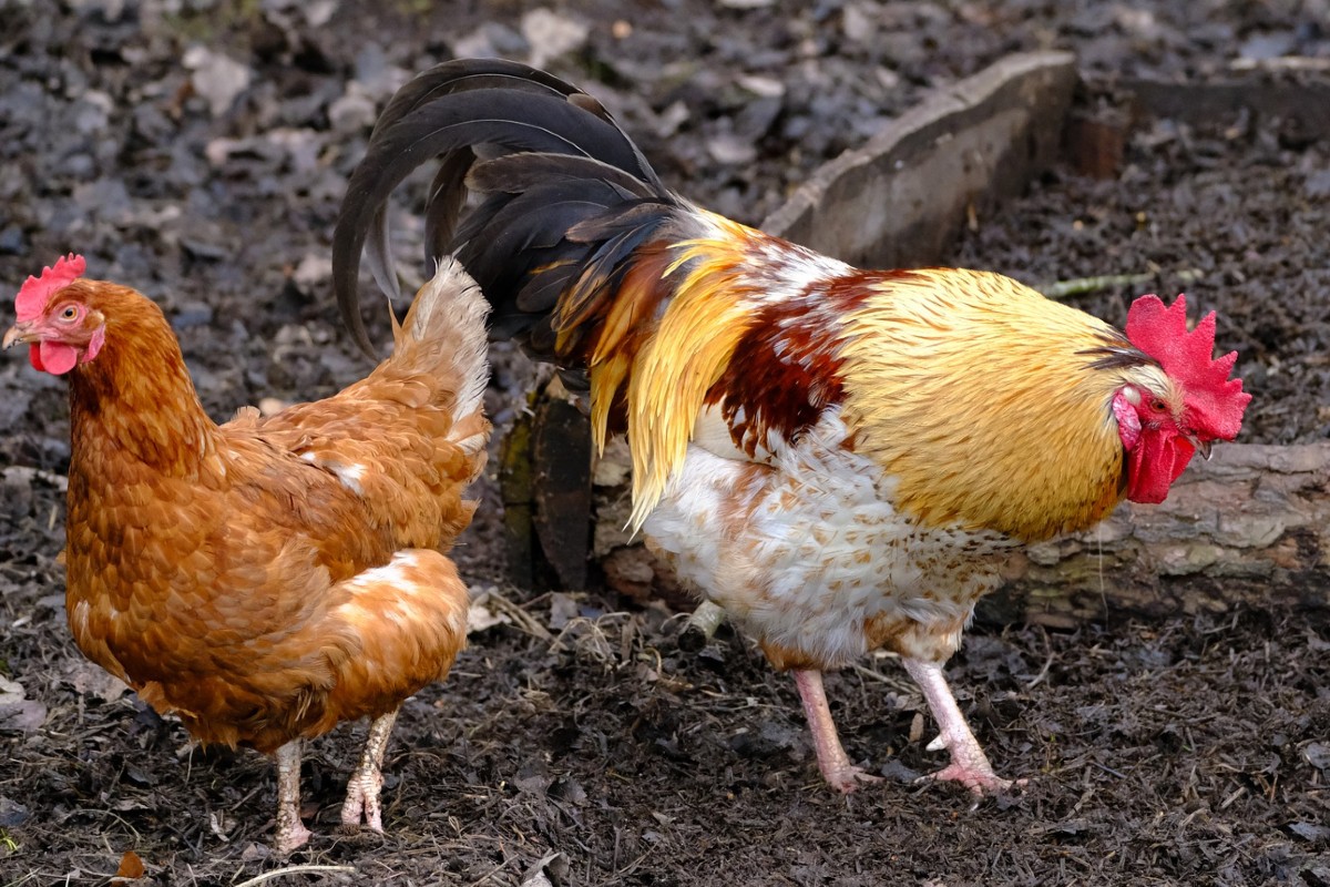 Gallo mata a su dueño durante pelea clandestina