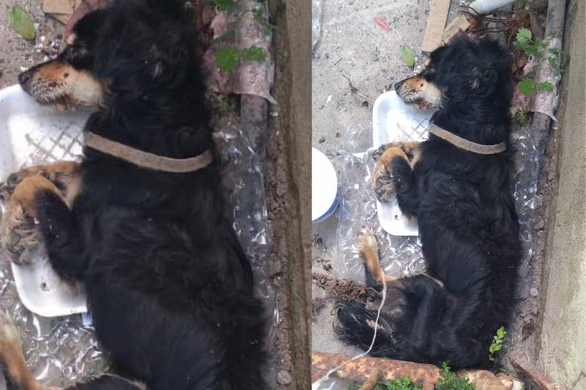 Niños cortan orejas de un perrito para “hacerlo más bonito”