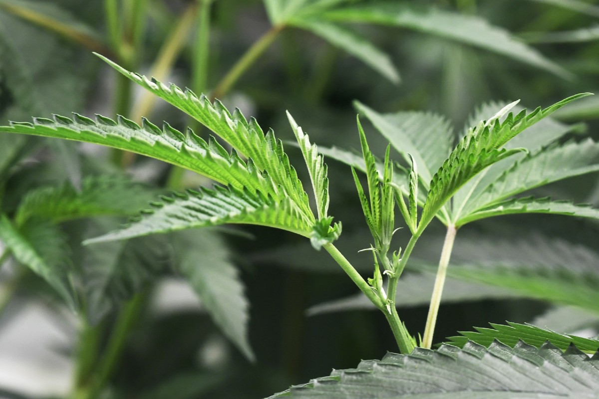 Nueva York aprueba ley que legaliza uso recreativo de la marihuana
