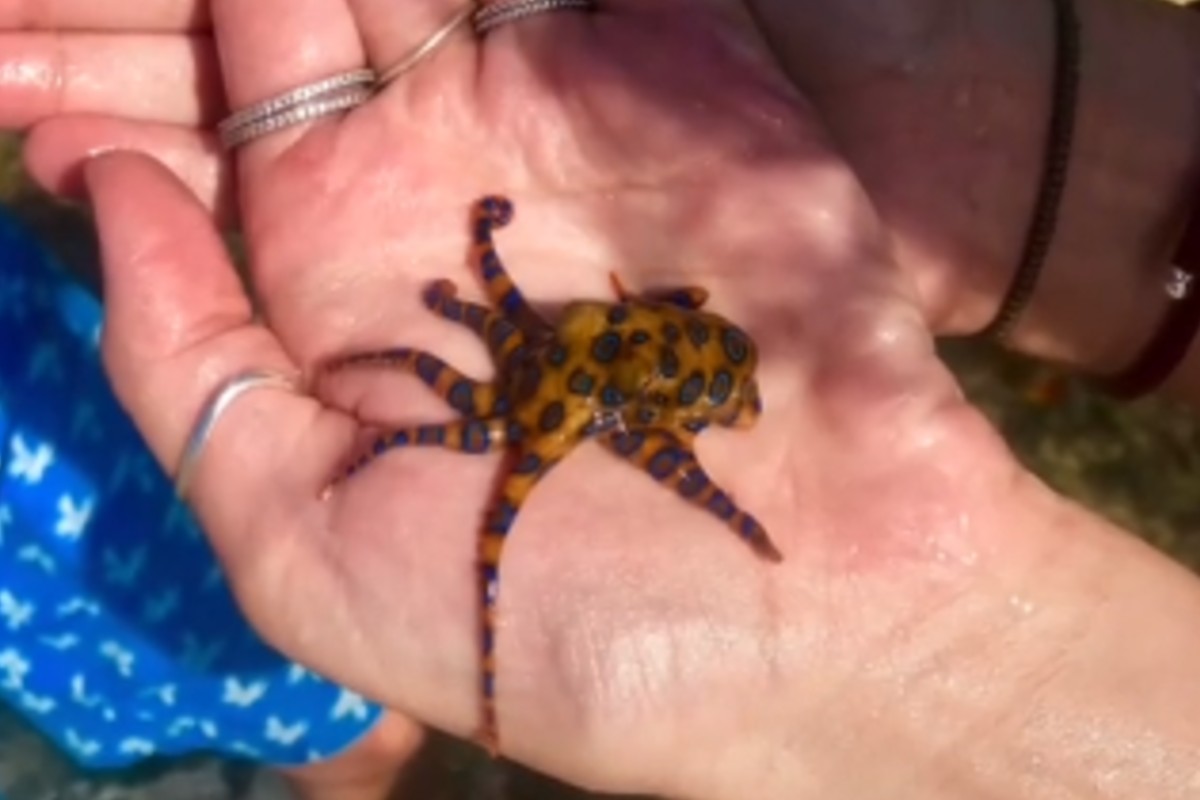 Tiktoker juega con pulpo sin saber que su veneno es mortal