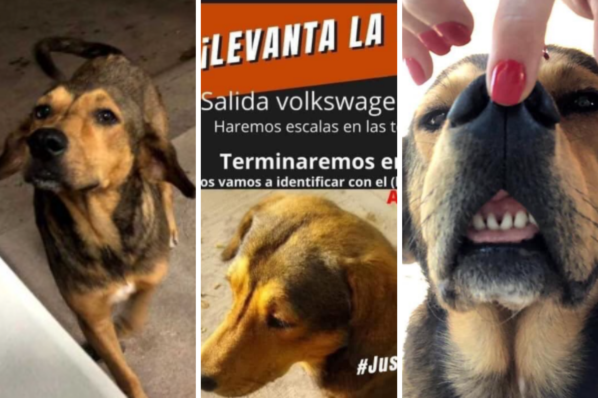 Exigen justicia para “Rodolfo Corazón”, el perrito que fue asesinado a machetazos en Sinaloa