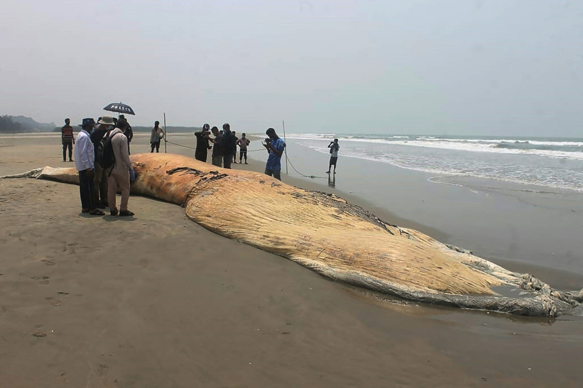 Cadáveres de dos ballenas encallados en una playa de Bangladés