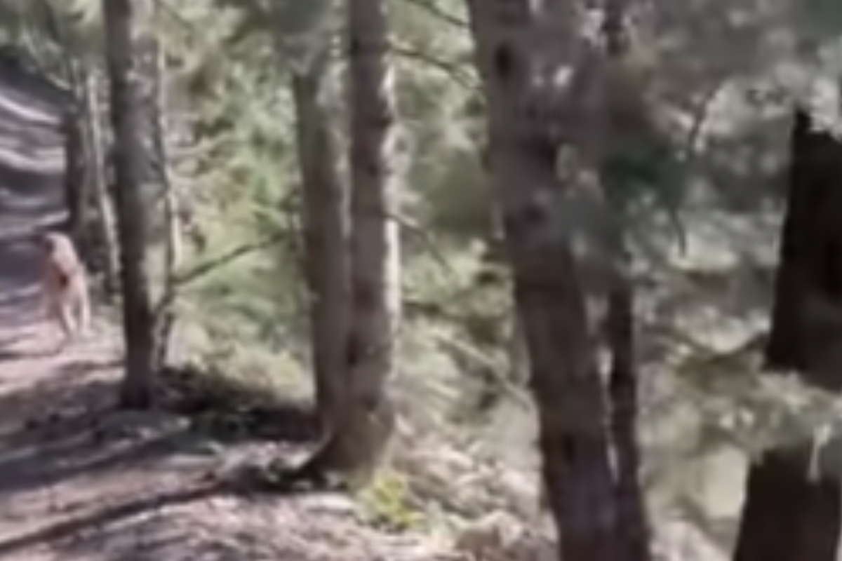Puma sorprende a turista en medio del bosque; esta fue su reacción