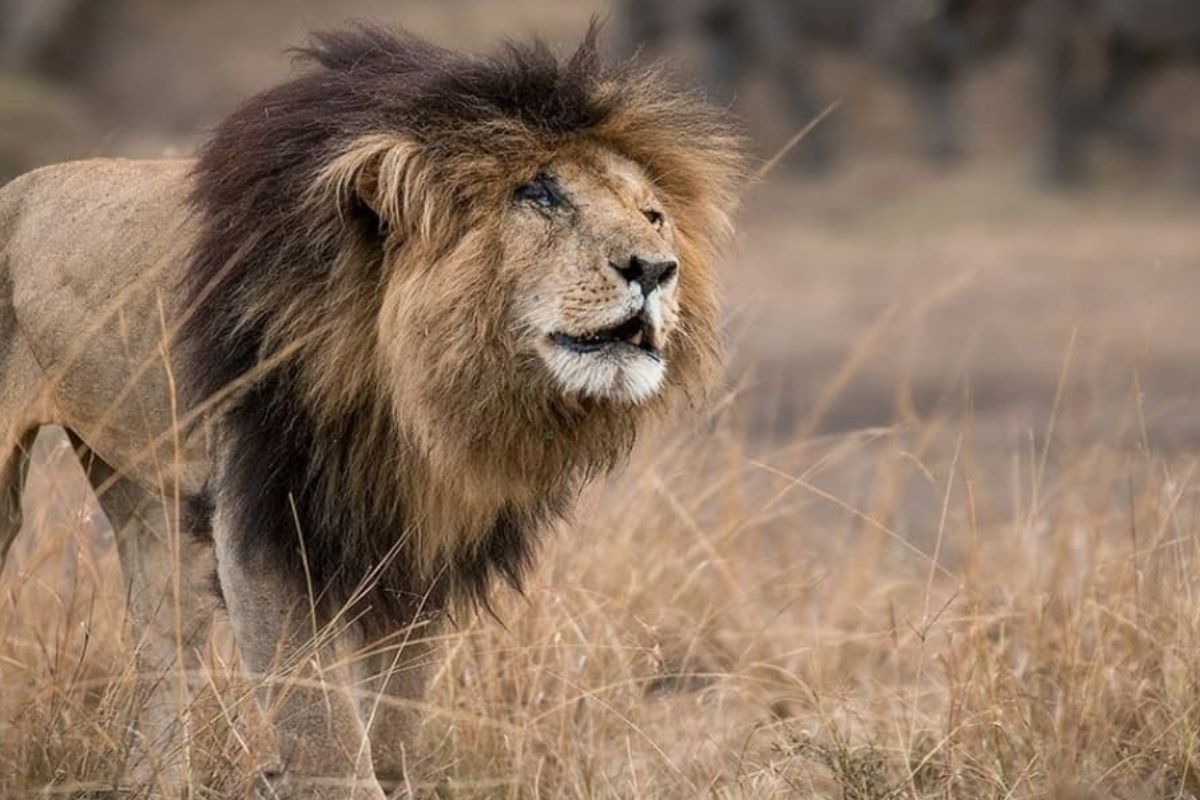 Muere “Scarface”, el león más famoso de Kenia, en la reserva del Masái Mara