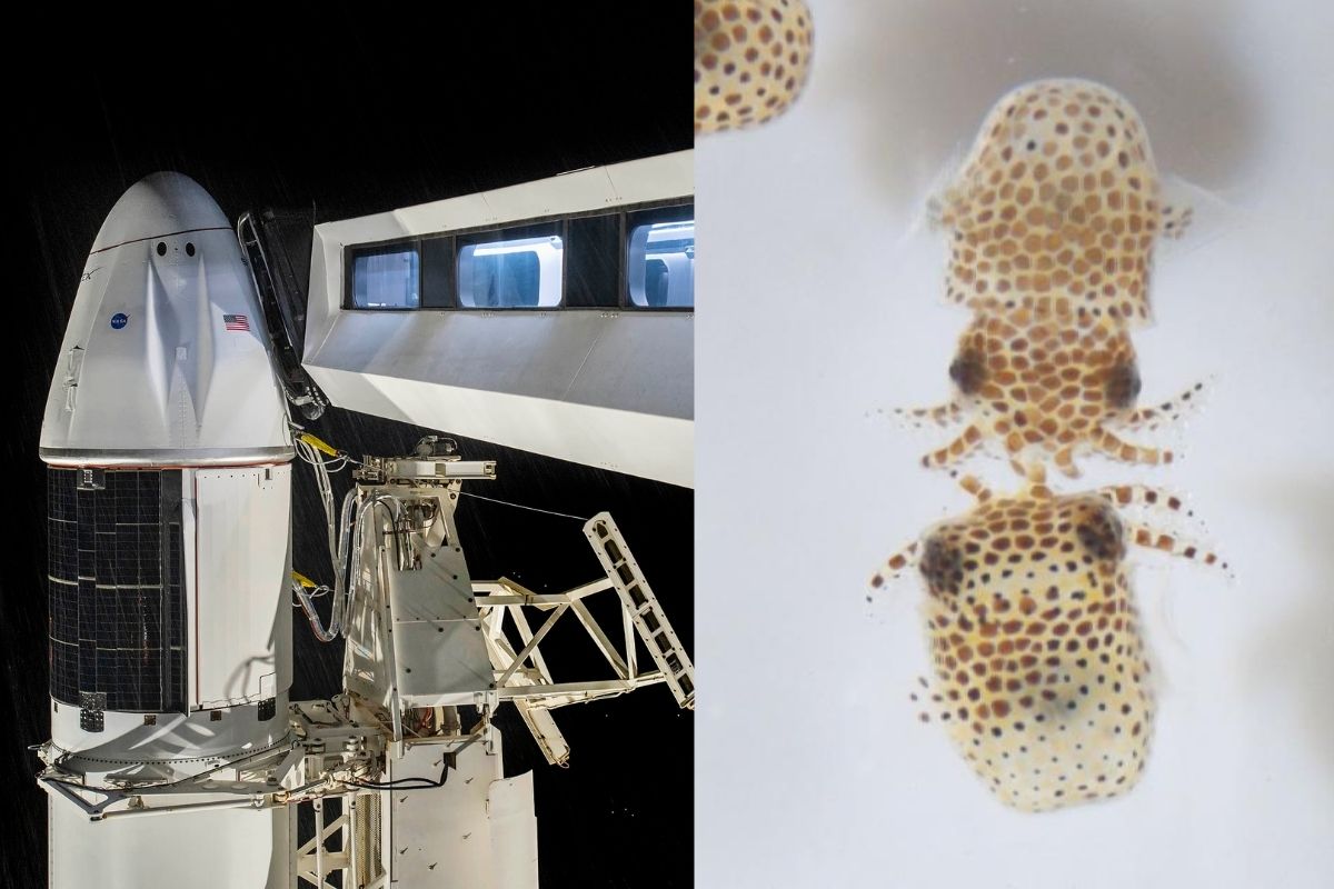 NASA y SpaceX envían cohete Falcon 9 y la cápsula Dragon para experimentos