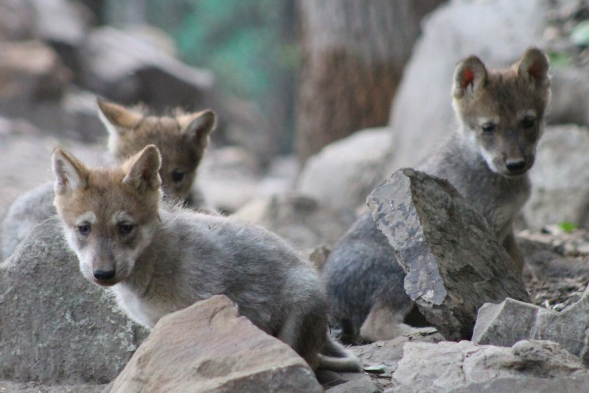 ¡Ponle nombre a los lobitos mexicanos del Zoológico de Chapultepec! Te contamos cómo