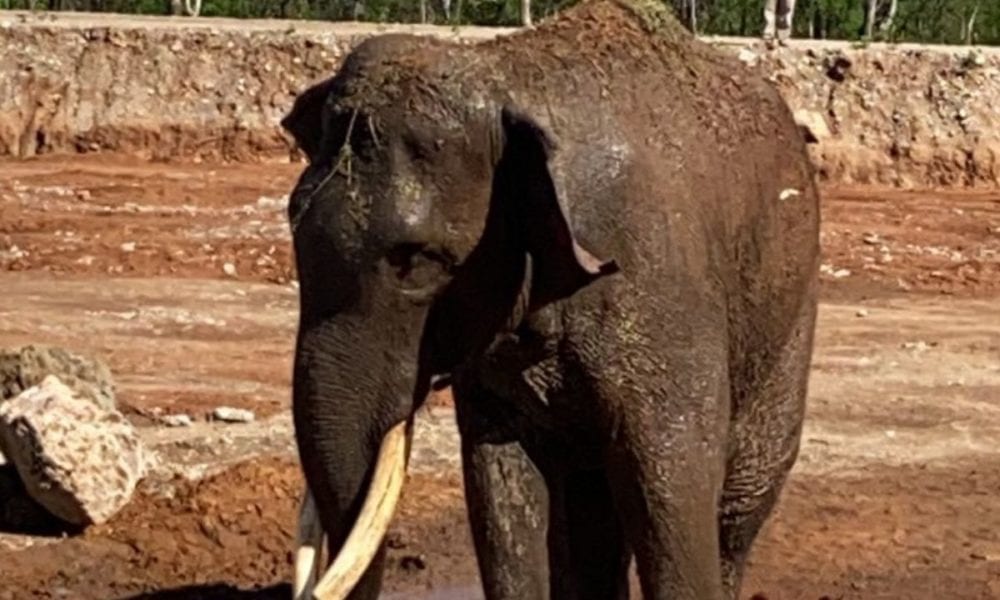 Elefante “Big boy” es liberado en un santuario de animales en Culiacán