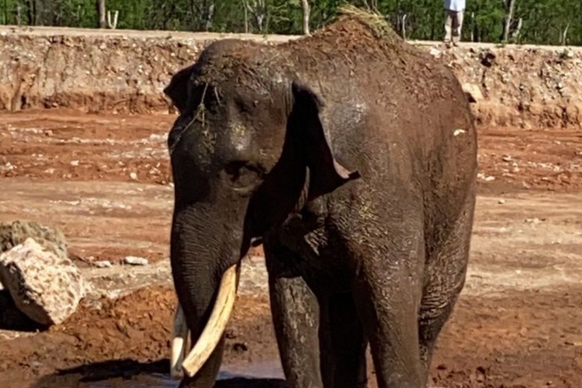 Elefante “Big boy” es liberado en un santuario de animales en Culiacán