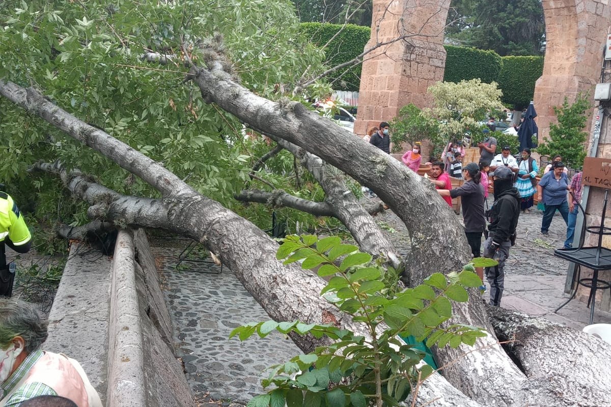 Árbol se desploma sobre comensales en café de Morelia