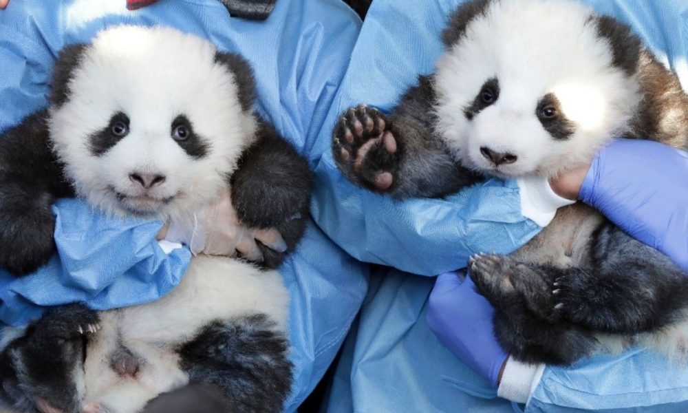 Nacen en un zoo de Francia dos pandas gemelos