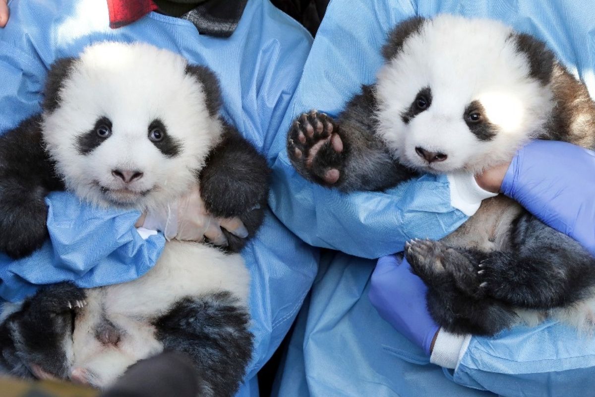 Nacen en un zoo de Francia dos pandas gemelos