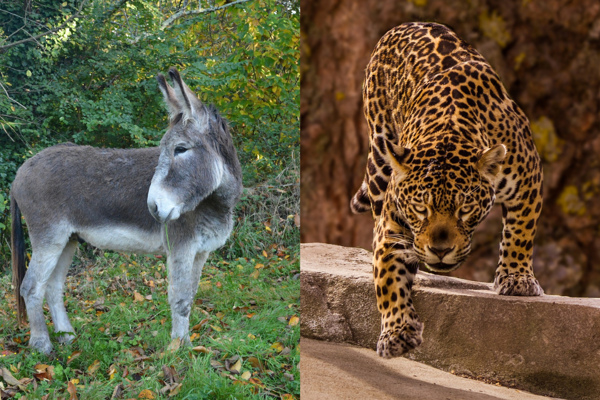 Campesino envenena a jaguar por haber matado a su burro