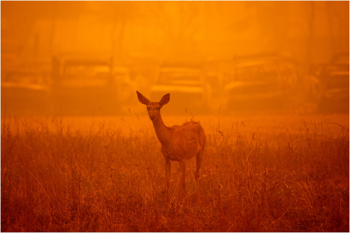 Histórico incendio forestal “Dixie” arrasa con 180 mil 787 hectáreas en California