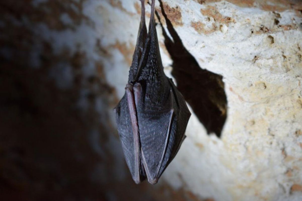 Descubren virus muy similar al del Covid-19 en murciélagos de Laos