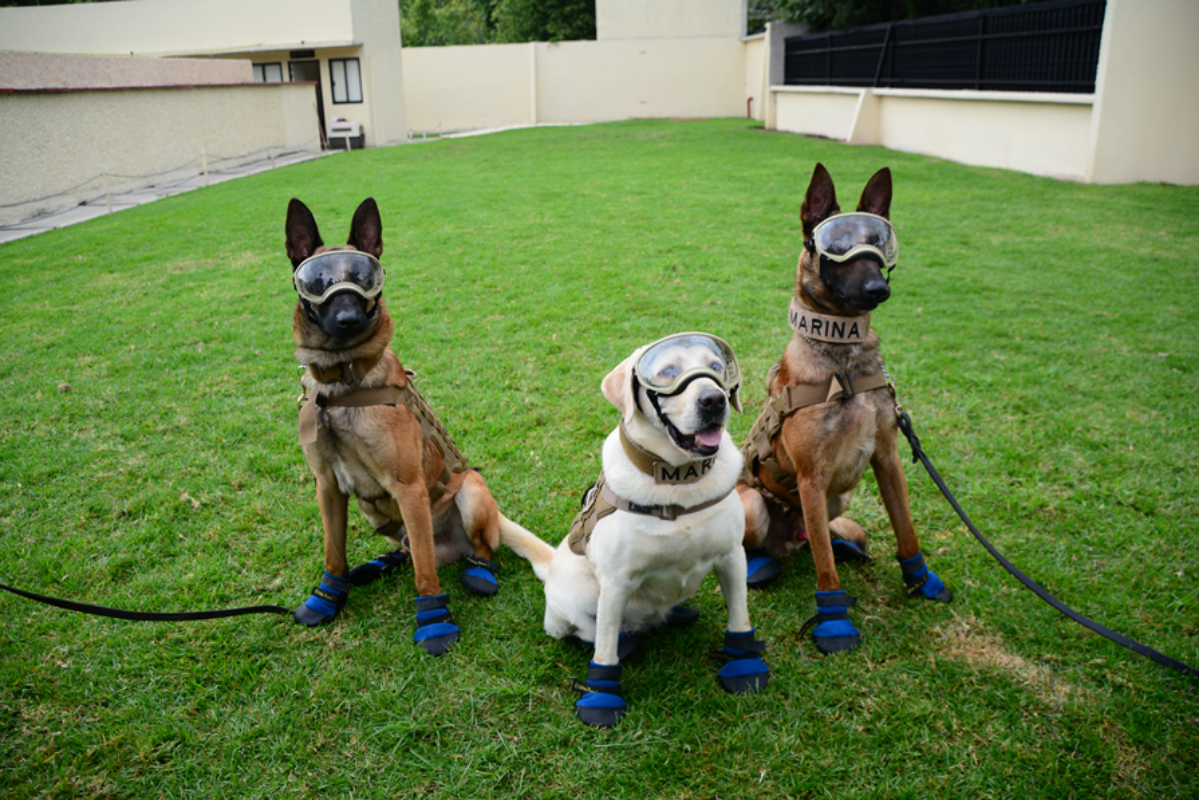 Así recuerdan a Frida, Evil y Ecko, perritos rescatistas del 19-S