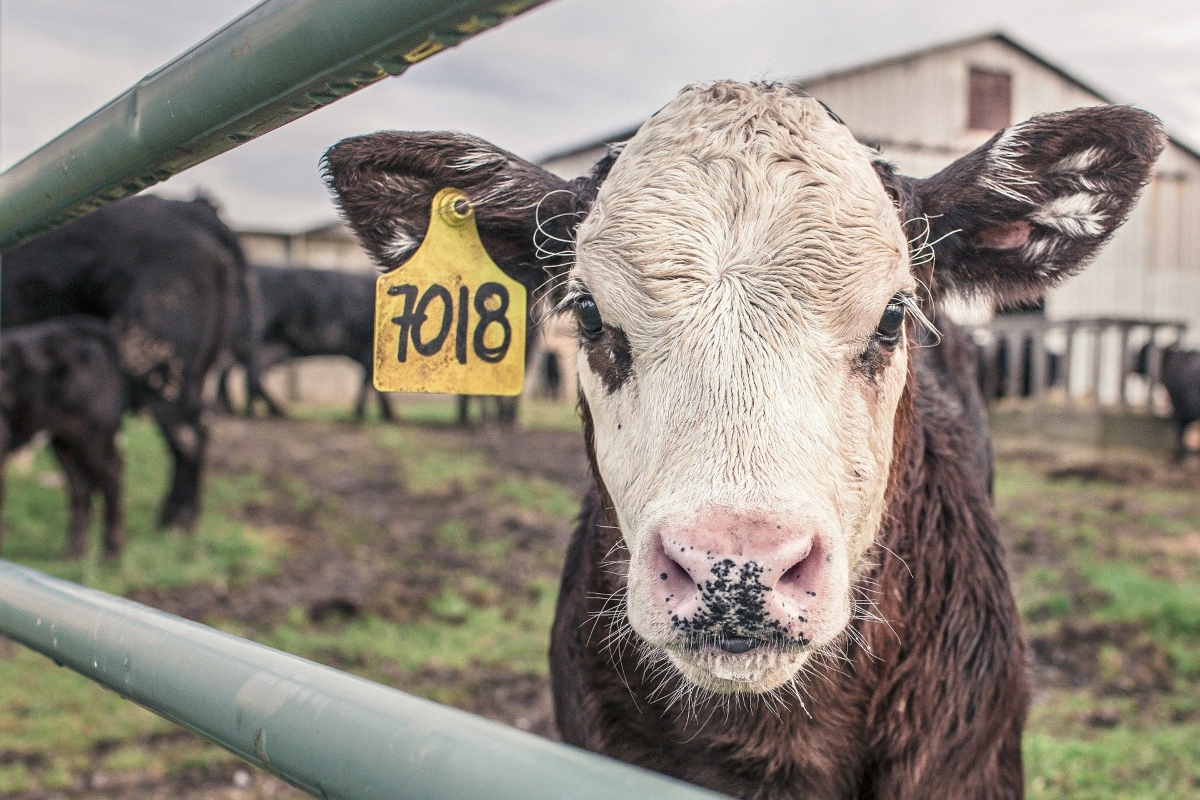 Detectan primer caso de “vacas locas” en Inglaterra