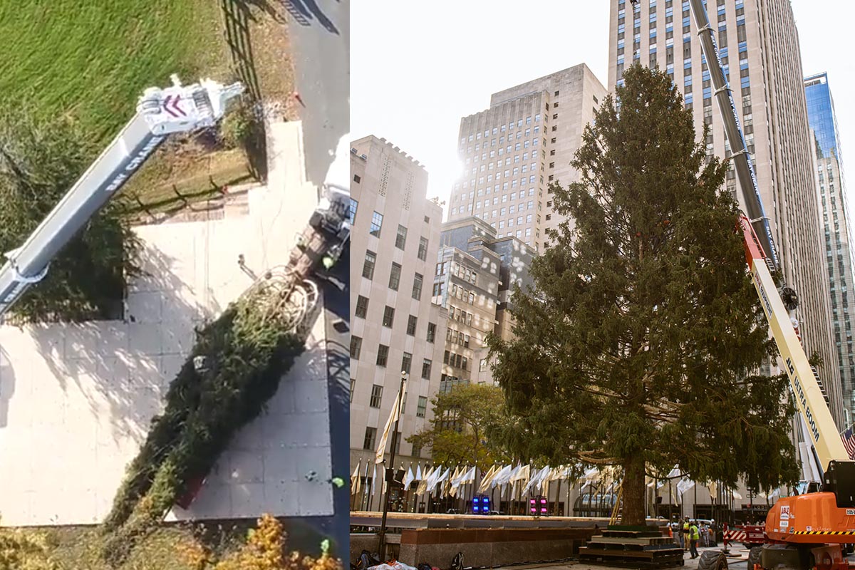 Árbol de Navidad llega al Rockefeller; Nueva York se prepara para las fiestas