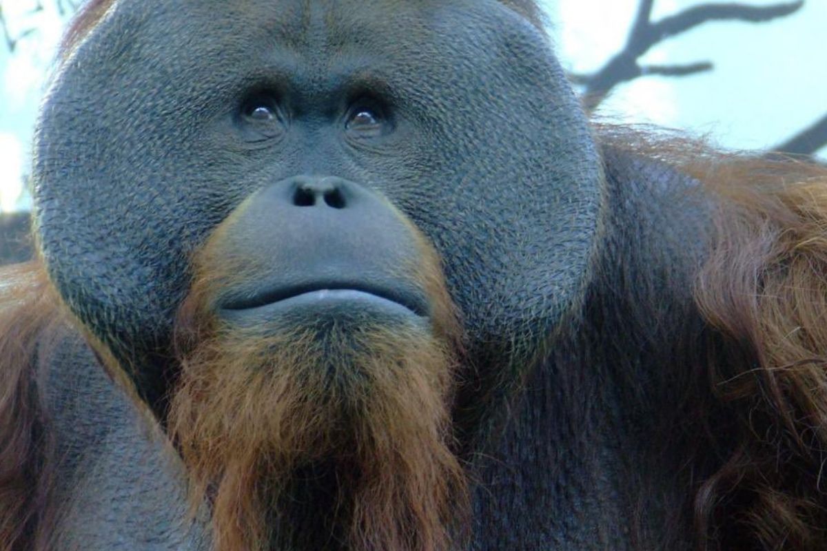 Orangután “Toto” del Zoológico de Chapultepec falleció a los 29 años