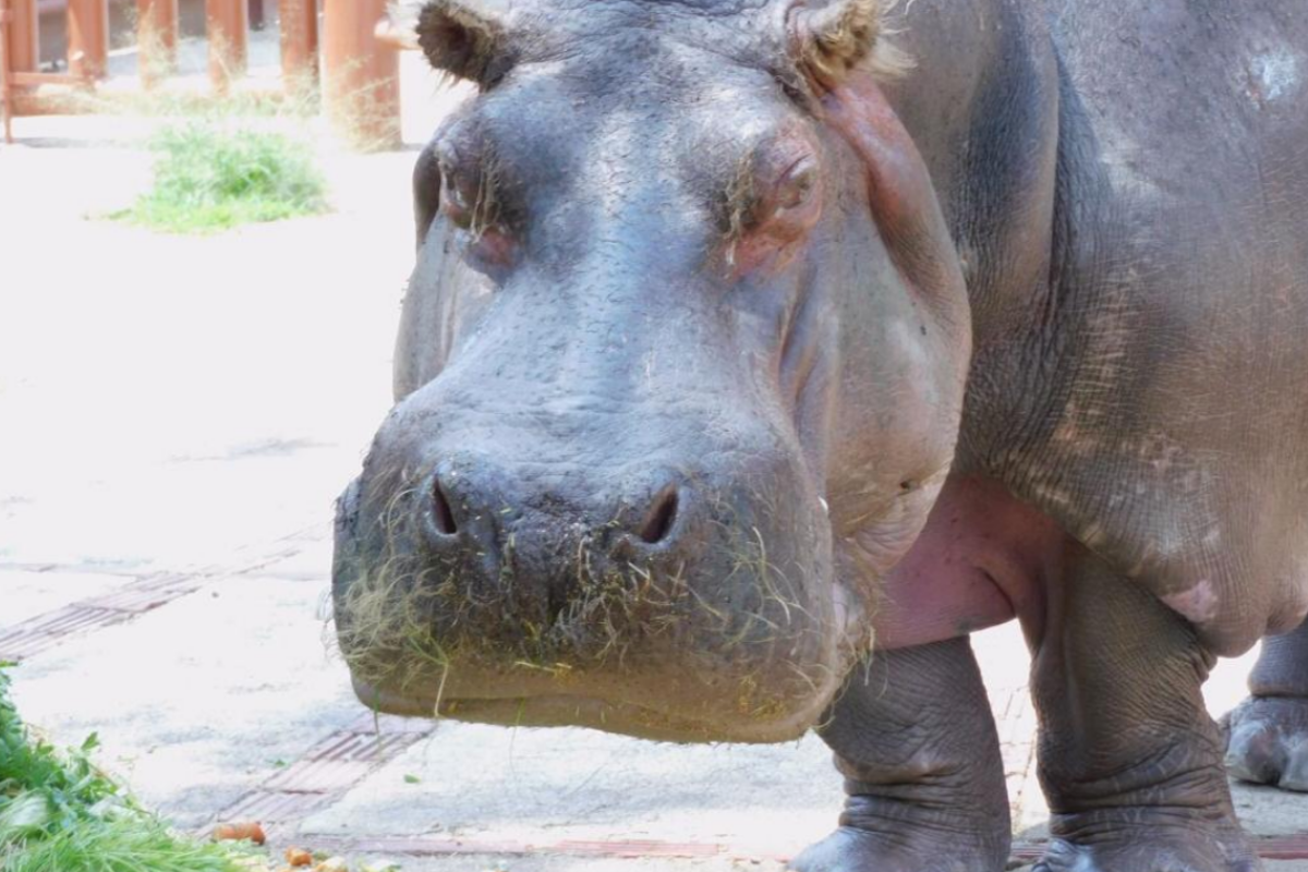 ¡Hasta siempre Inés! Fallece la hipopótamo más viejita del Zoológico de San Juan de Aragón