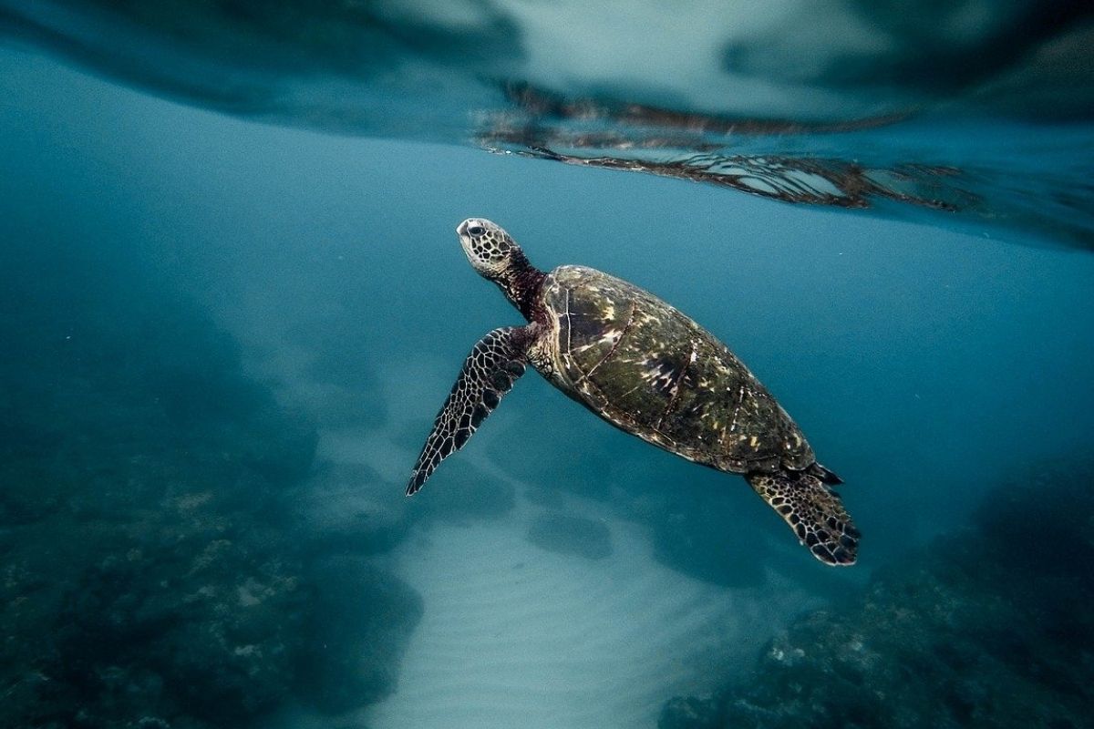 Decenas de tortugas mueren presuntamente envenenadas