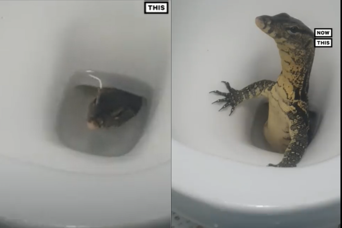Lagarto sale del inodoro y sorprende a vacacionistas en Tailandia