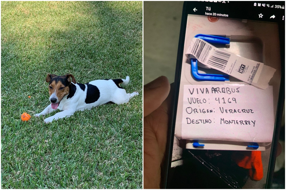 ¡Final feliz! Localizan a Max, perrito extraviado en vuelo de VivaAerobús