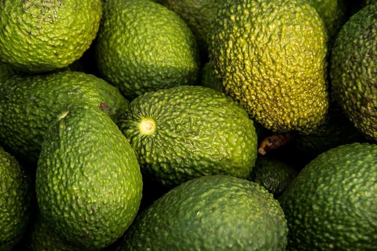 Exportaciones de aguacate a EU se restablecen este lunes