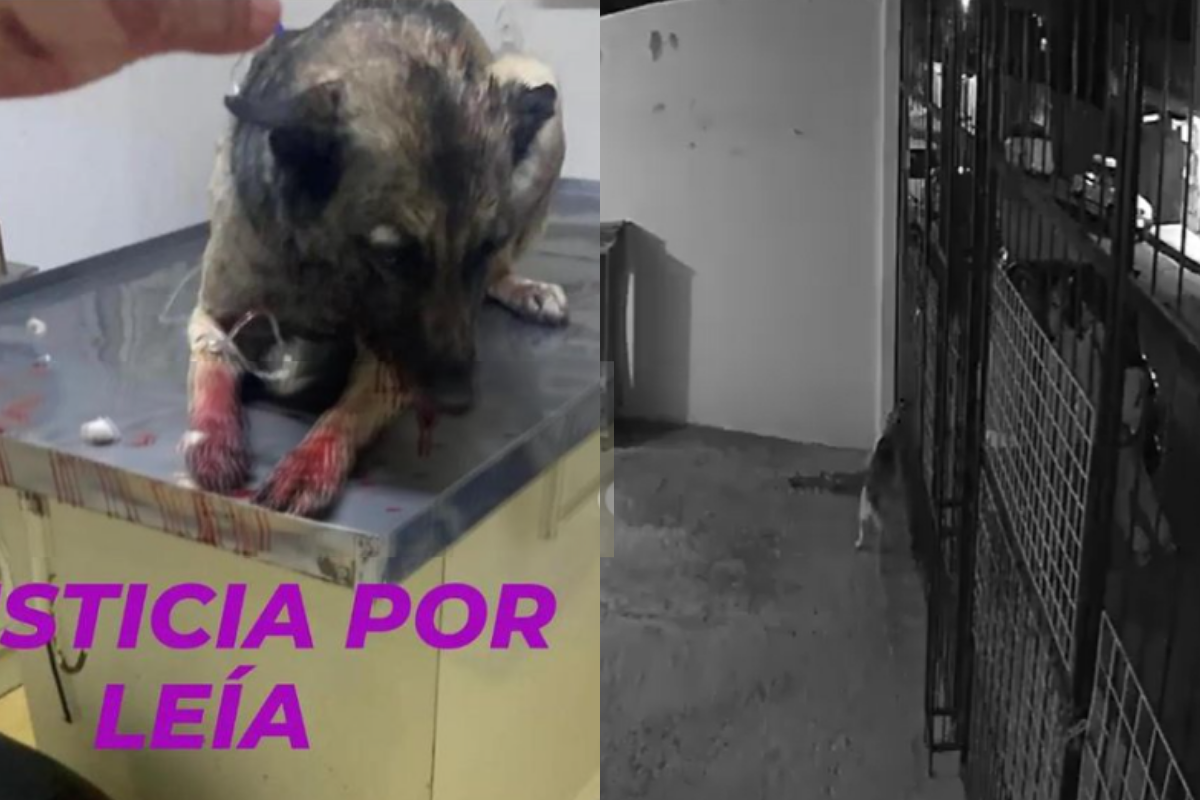 Hombres provocan y disparan a una perrita en Pachuca; lucha por su vida