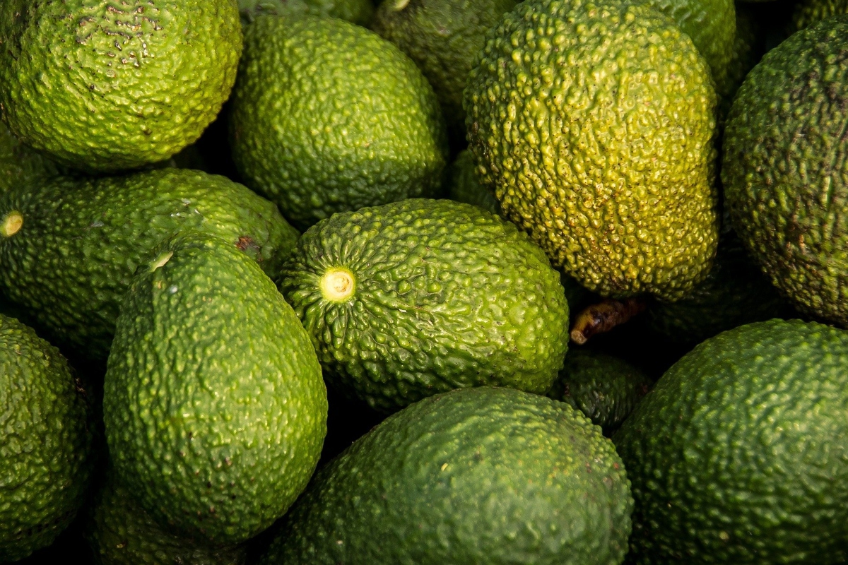 ¡Lo prometido es deuda! México reanuda exportación de aguacates a Estados Unidos