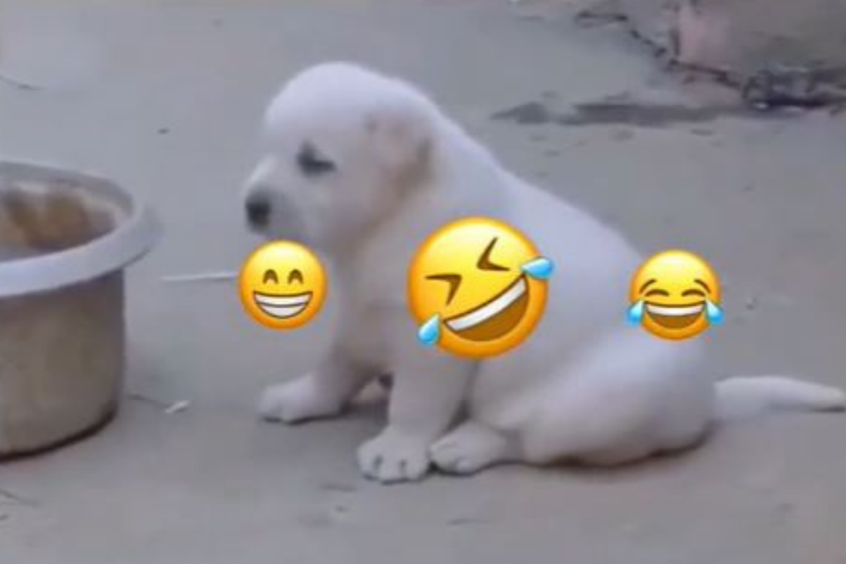 Perrito se vuelve viral en TikTok tras imitar el cacareo de las gallinas