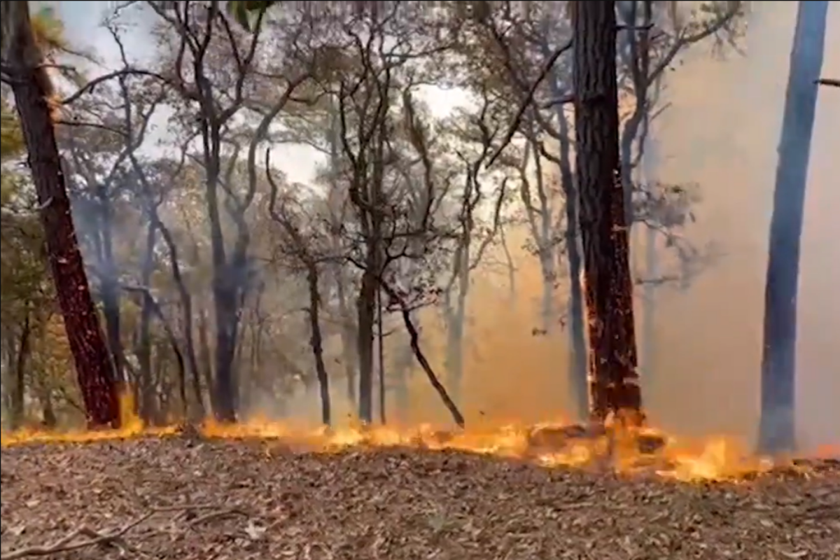 Incendio en sierra de Nuevo León provoca afectaciones en mil 300 hectáreas