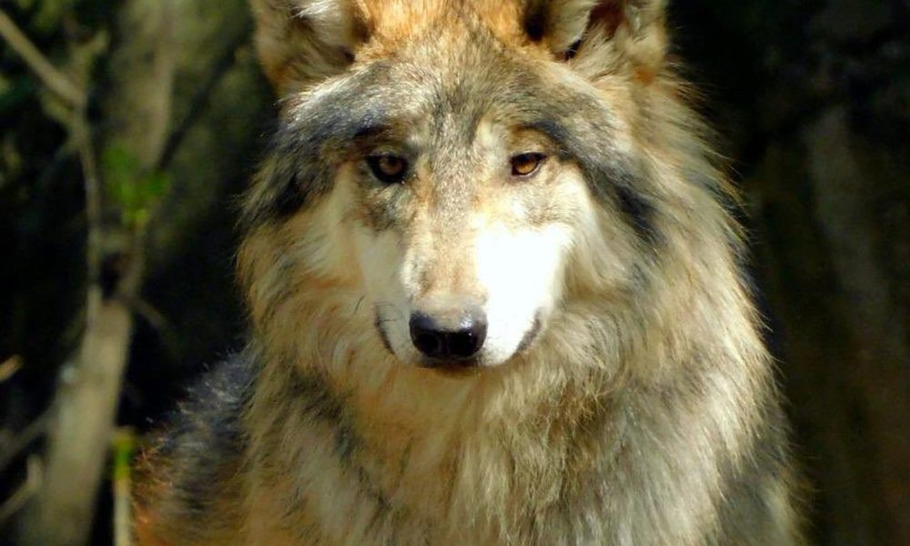 Mueren dos lobos mexicanos en el Zoológico de Chapultepec