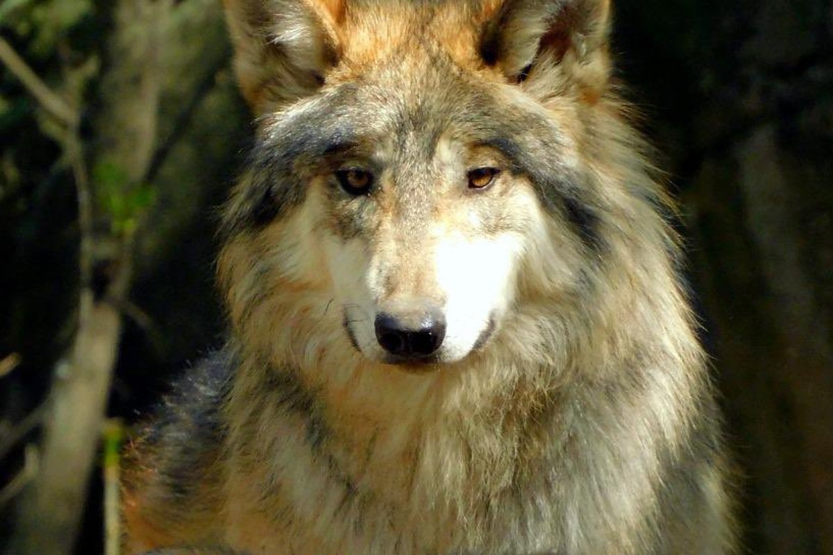 Mueren dos lobos mexicanos en el Zoológico de Chapultepec