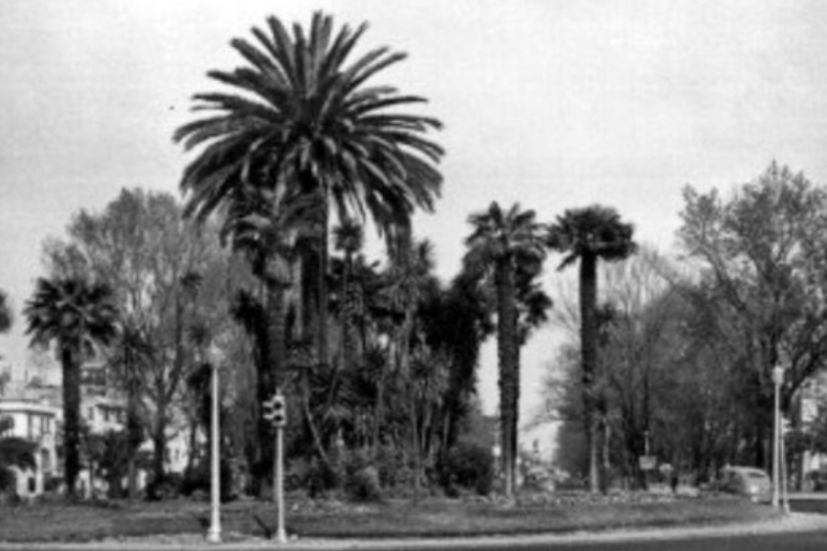 Paseo de la Reforma se despide de palmera después de 100 años