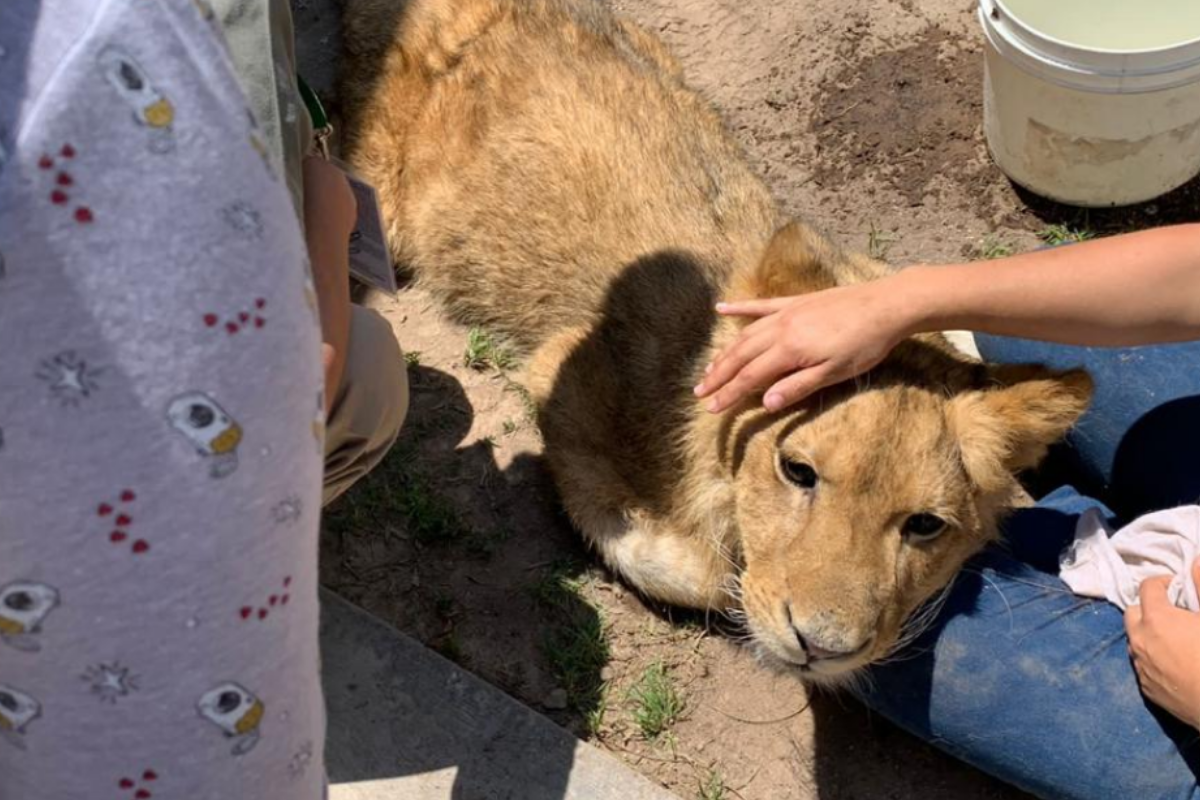 Cachorro león hallado en calles de EdoMex se encuentra en estado crítico