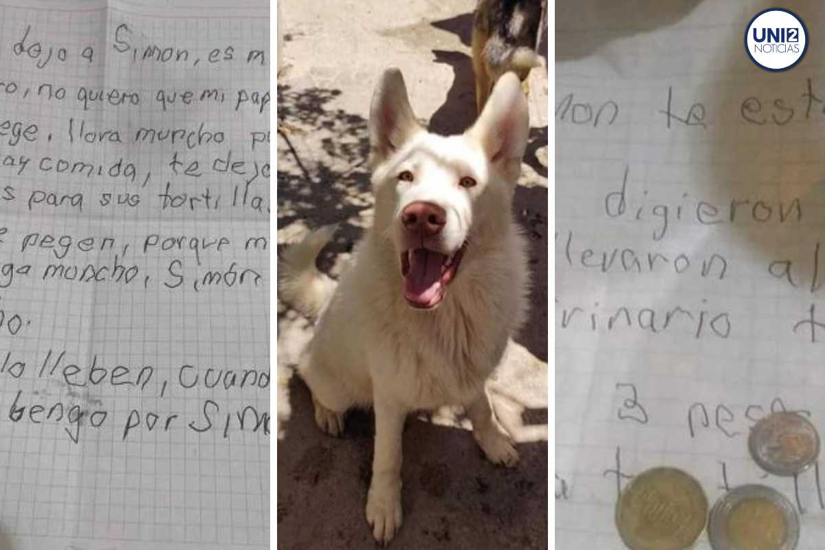 Simón, el perrito abandonado por su dueño para salvarlo de maltrato, ahora es grande y sano