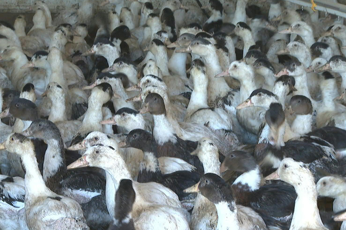 Francia sacrifica a 10 millones de aves por gripe aviar