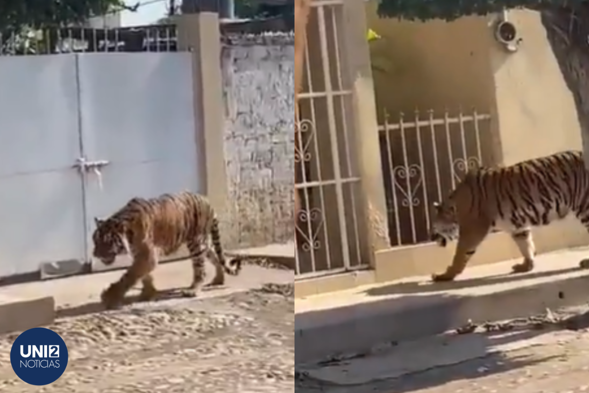 Captan a tigre de bengala en calles de Tecuala, Nayarit