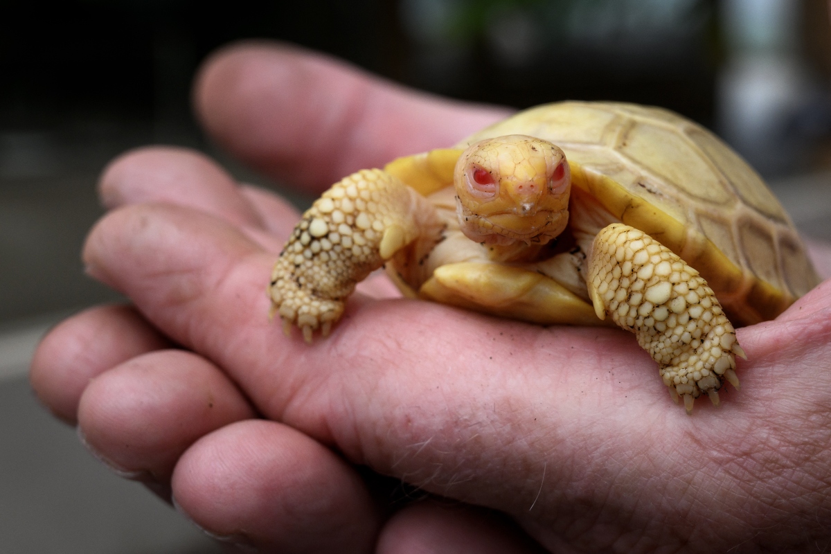 Nace en zoológico de Suiza la primera tortuga gigante de Galápagos albina