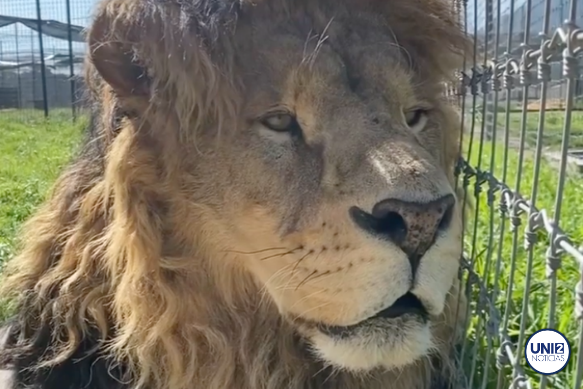 Black Jaguar-White Tiger: ¿Cuántos kilos de comida necesita un león para estar sano?