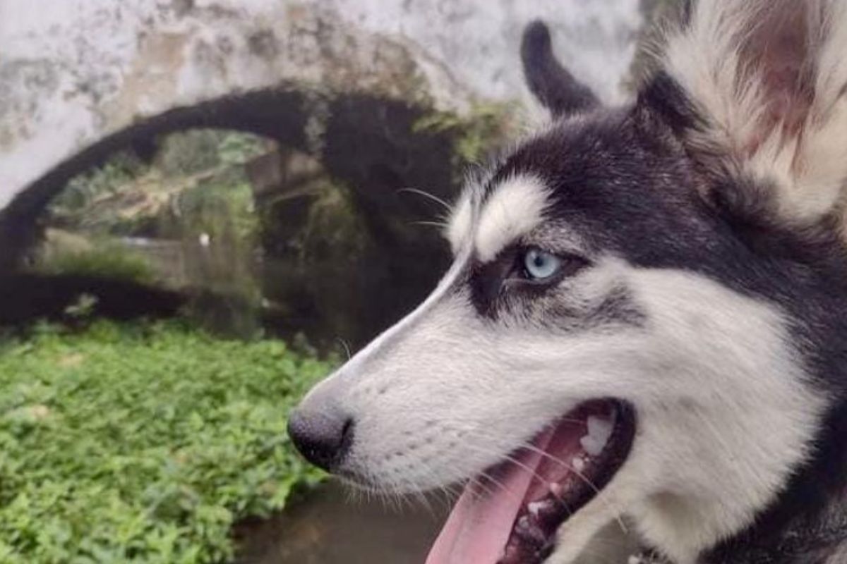 Cachorro muere baleado tras defender a su dueña de un asalto